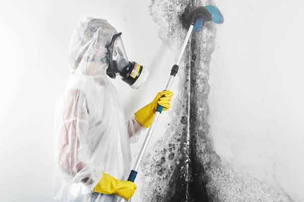 Environmental Consulting for Mold Prevention in Beaver, WV